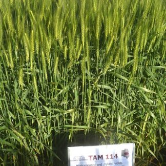 TAM 114 wheat growing in field