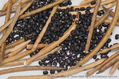 pile of forage cowpeas