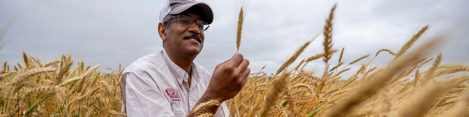 Amir Ibrahim, Ph.D., examining wheat