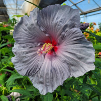 Blue winter hardy hibiscus growing in a greenhouse among other hibiscus plants