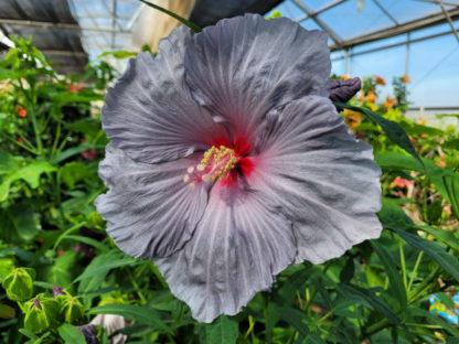 Blue winter hardy hibiscus growing in a greenhouse among other hibiscus plants