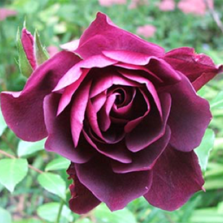 dark pink Texas A&M AgriLife Research bred rose