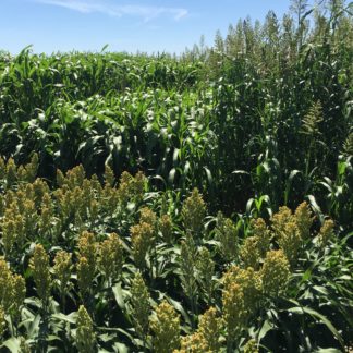 Forage Sorghum growing in the field