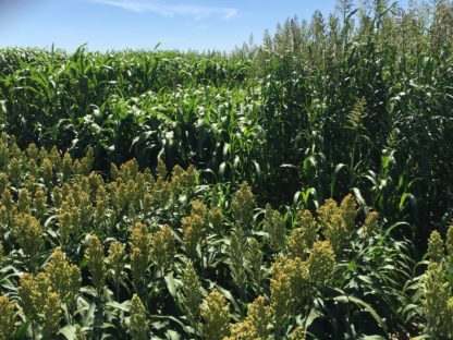 Forage Sorghum growing in the field