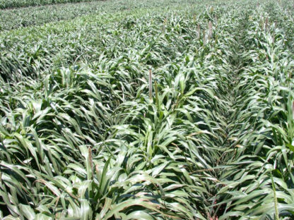 hybrid pearl millet growing in rows