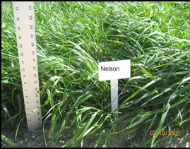 Nelson Ryegrass growing in field