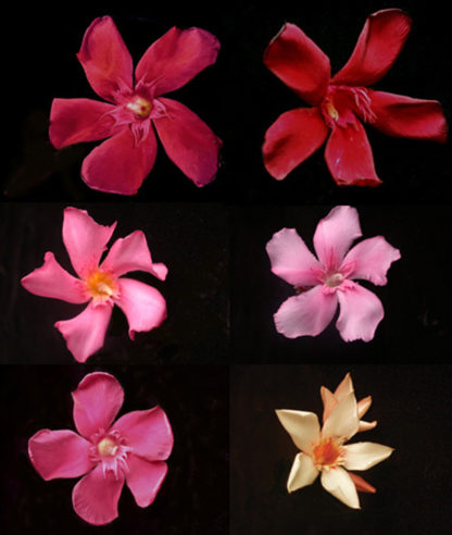 group of red, pink and yellow oleanders