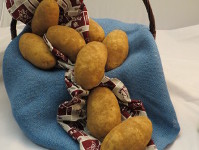 group of Reveille russet potatoes