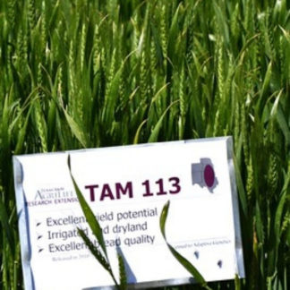 TAM 113 wheat growing in field