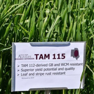 TAM 115 wheat growing in field
