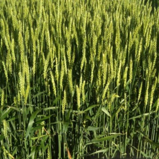 TAM 204 wheat growing in field
