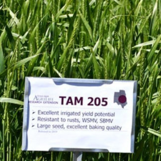 TAM 205 wheat growing in field