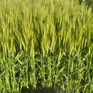 TAM 304 wheat growing in field