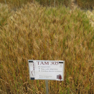 TAM 305 wheat growing in field
