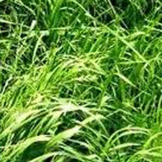 TAM 90 Ryegrass growing in field