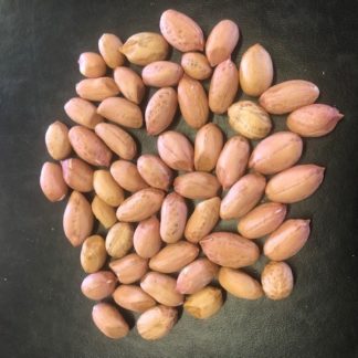 pile of TAMRUN OL19 shelled peanuts
