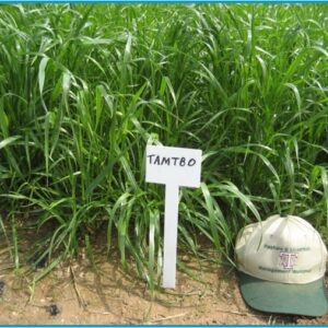 TAMTBO Ryegrass gowing in pastured