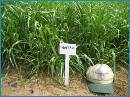 TAMTBO Ryegrass gowing in pastured