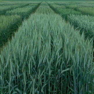 TX15DDH112 wheat growing in field