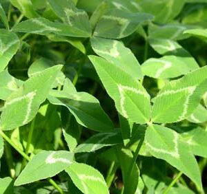 Arrowleaf Clover growing in the field