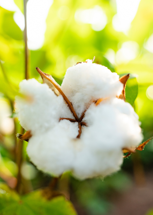 Cotton boll
