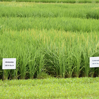 Antonio and Colorado rice varieties growing in the field