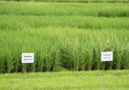 Antonio and Colorado rice varieties growing in the field