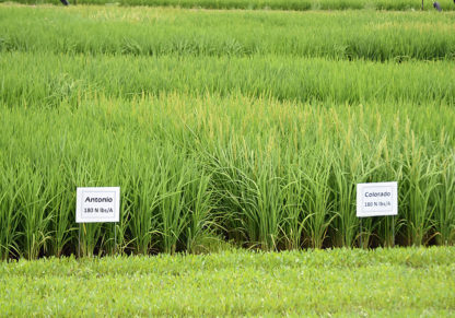 photo of Antonio and Colorado rice growing in plots