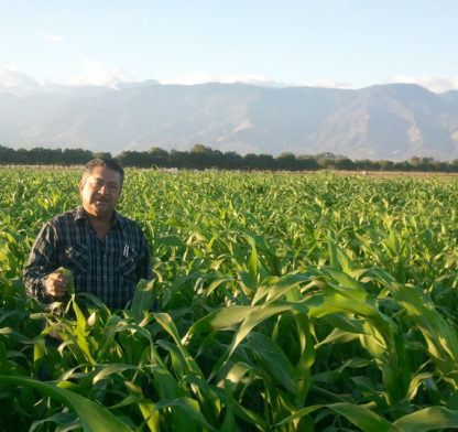 CI0947bmr sorghum growing in a field