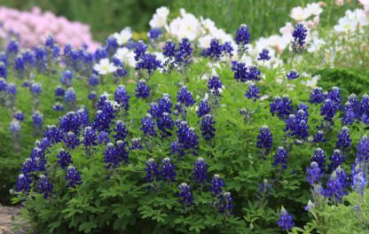 Lady Bird Johnson Royal Blue bluebonnets