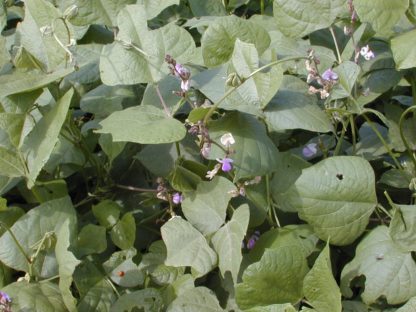 Rio Verde LabLab plants