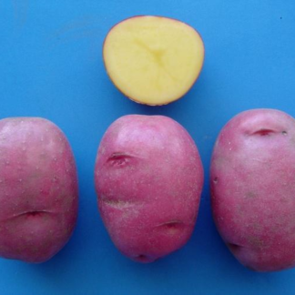 group of Sierra Rose potatoes with one cut in half