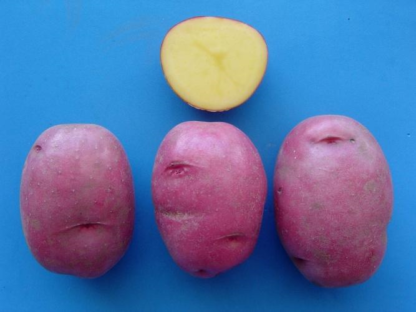 group of Sierra Rose potatoes with one cut in half