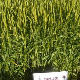 TAM 401 wheat growing in the field