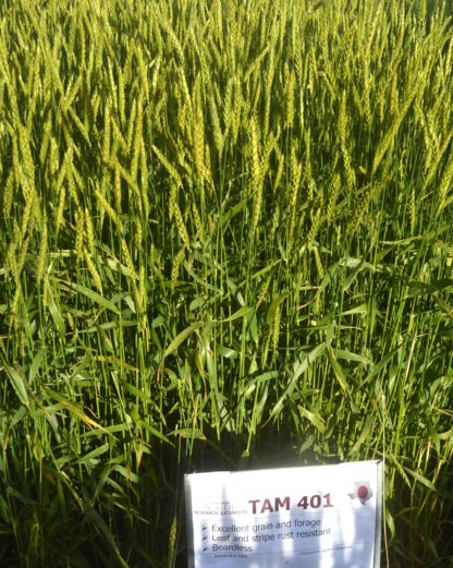 TAM 401 wheat growing in the field