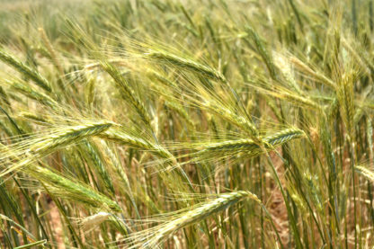 triticale growing in a field