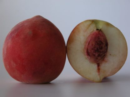 Pictures of Four White Delight peaches cut in half