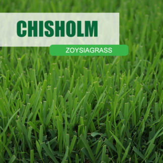 Chisolm zoysiagrass