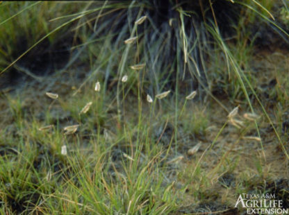 Hairy grama: Whole Plant growing in field