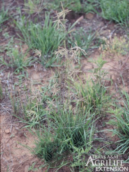 Hooded windmillgrass: Whole Plant Hooded windmillgrass: Whole Plant