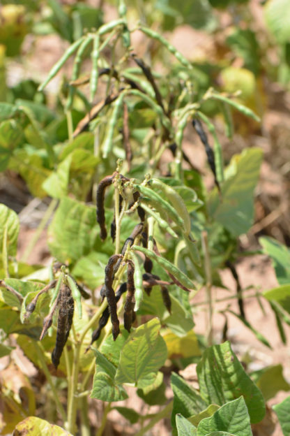 mung beans growing in a field