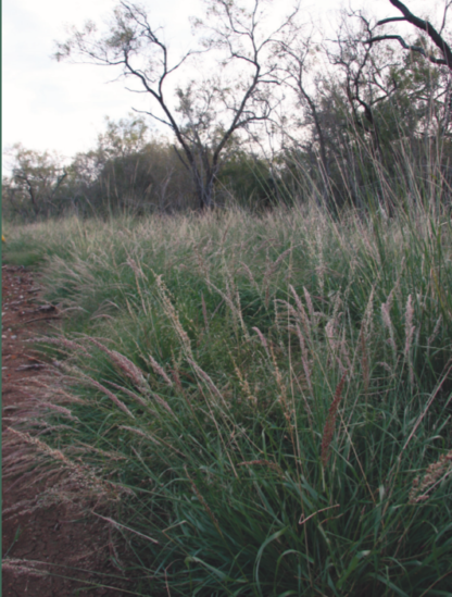 pink pappusgrass