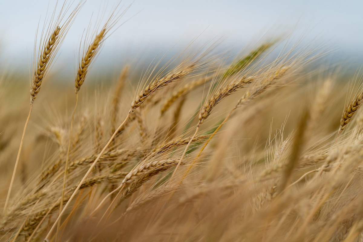 wheat in field