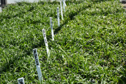 DALGB 1201 bluegrass growing in a plot