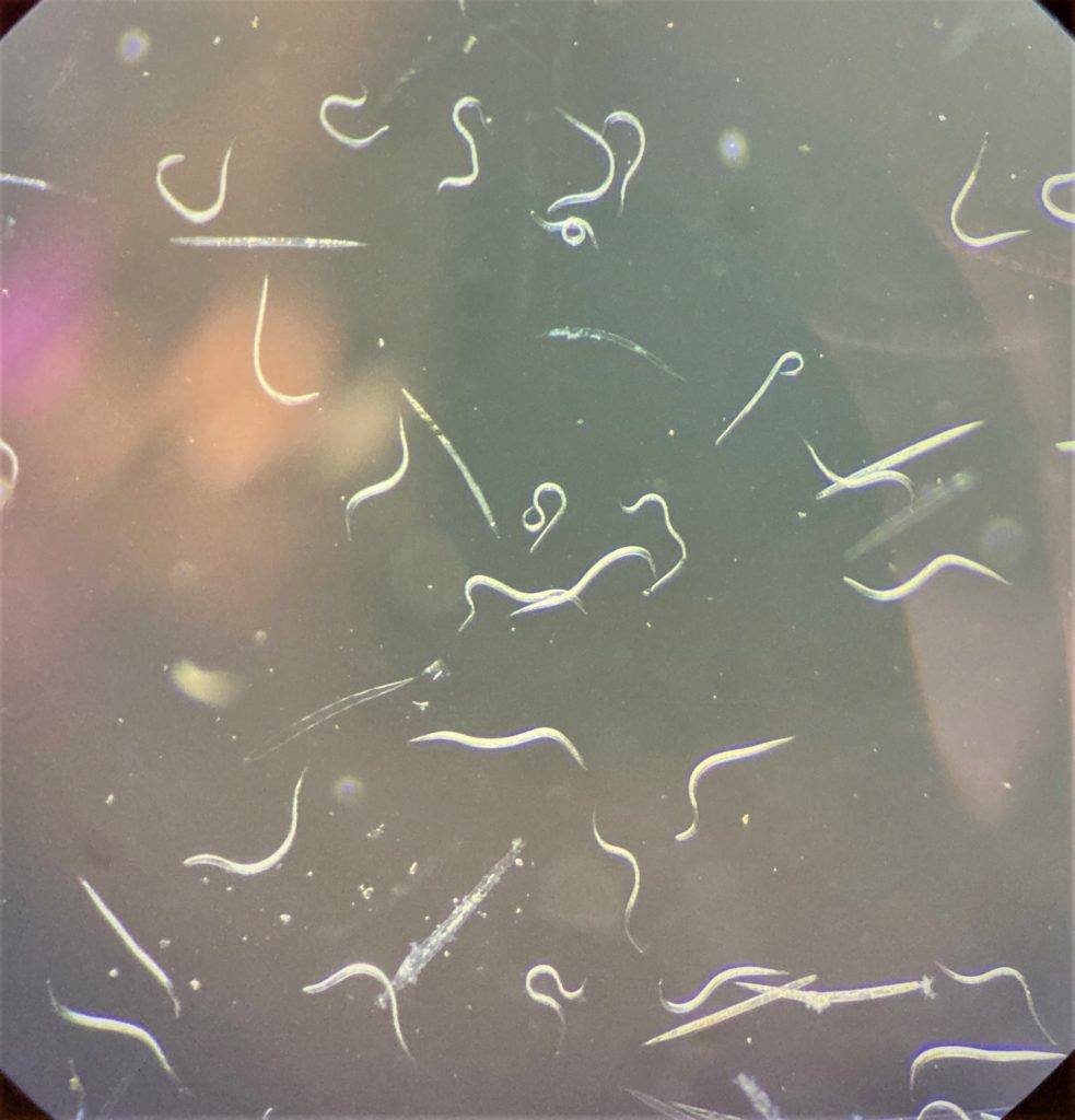 entomopathogenic nematodes, or EPNs