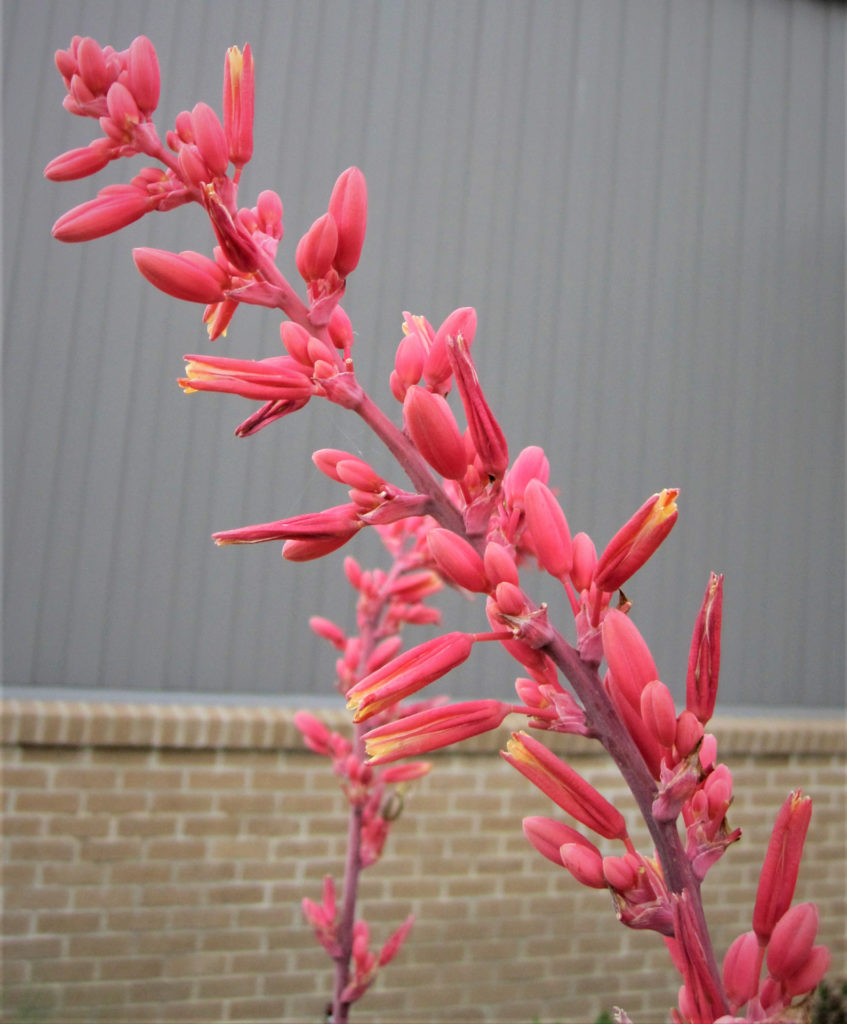 Red yucca Texas Superstarr plant