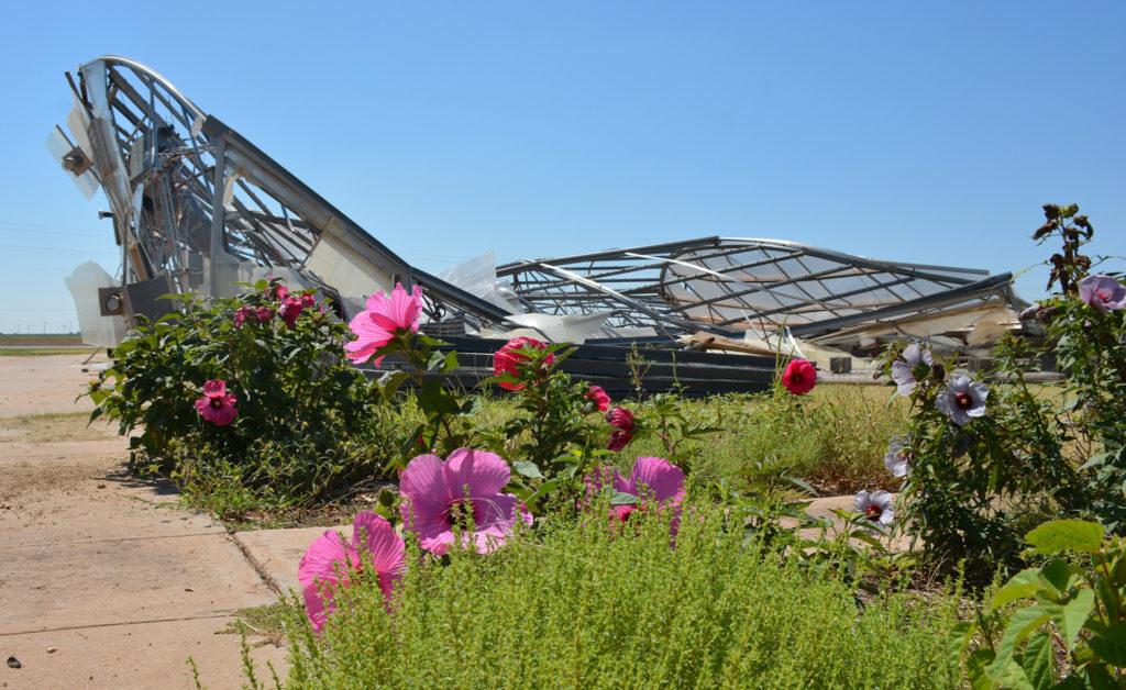 damaged greenhouse with hibiscus plants in the foreground