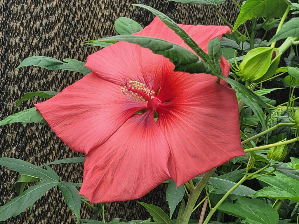 coral color hardy hibiscus flower with green foliage