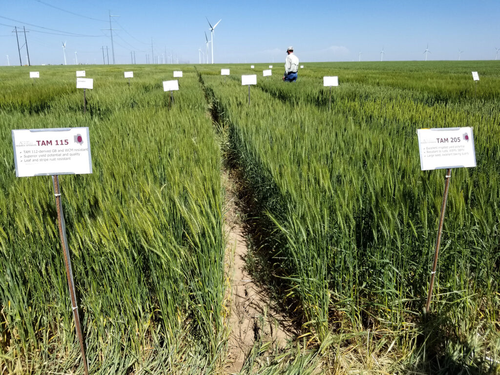 Wheat growing in the field with white signs telling the name and traits