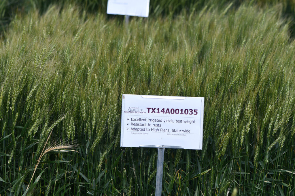 close up of wheat growing in a field with whilte sign in front that describes the traits of the TX14A001035 wheat variety